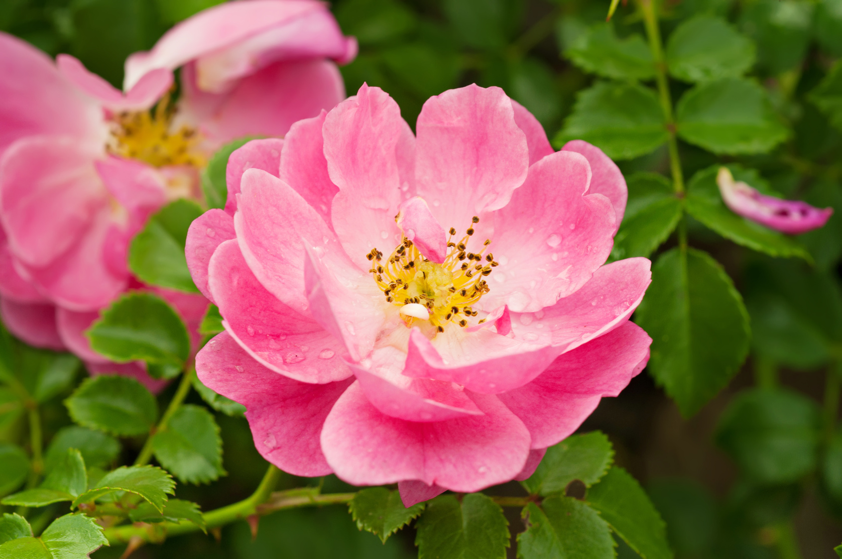 Flowers of dog-rose